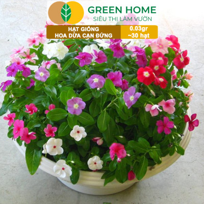 Hạt Giống Hoa Dừa Cạn Greenhome, Gói 0,03gr~30 hạt, Sai Hoa, Màu Rực Rỡ, Dễ Trồng Quanh Năm,Nảy Mầm Cao H09