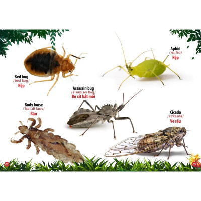 Sách - Từ Điển Bằng Hình - Thế Giới Côn Trùng Và Bò Sát - Song Ngữ Anh Việt - Việt Thư