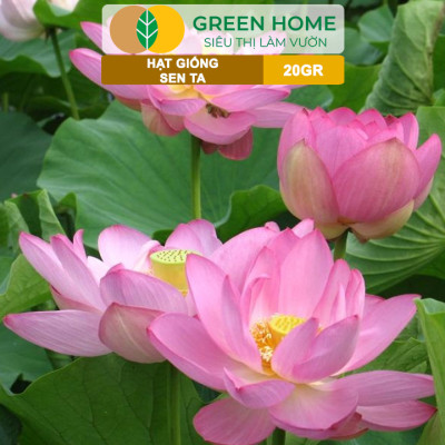 Hạt Giống Hoa Sen Ta GreenHome, Gói 20 Gram, Dễ Trồng, Nảy Mầm Tốt, Bông To, Lá Dày H10