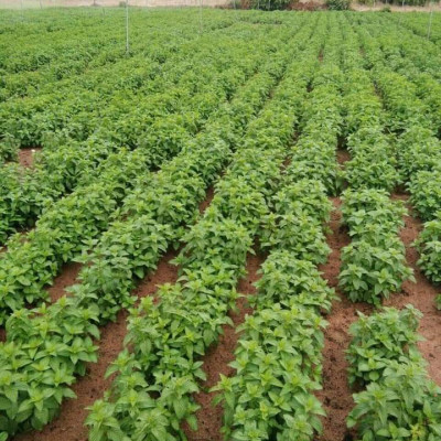 Tinh dầu Bạc hà chai 01Lít Mộc Mây - tinh dầu nguyên chất từ thiên nhiên - Có kiểm định - Chất lượng và mùi hương vượt trội