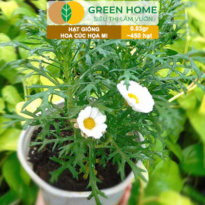 Hạt Giống Cúc Hoạ Mi Greenhome, Gói 0,03gr~450 hạt, Dễ Trồng Quanh Năm, Hoa Trắng, Nhuỵ Vàng H04