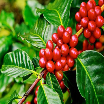 Cà phê hòa tan Taro Coffee 4in1 - Cà phê khoai môn (18g x 50 gói) – Meet More Coffee