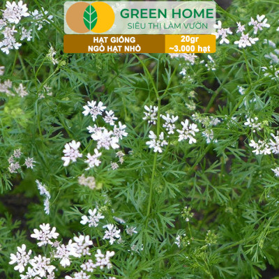Hạt Giống Gia Vị Greenhome, Nhiều Loại, Trồng Chậu, Dễ Trồng, Chịu Nhiệt, Trồng Quanh Năm, Năng Suất