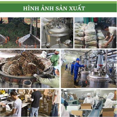 Tinh dầu Tràm Huế (Tràm Gió) 50ml xuất khẩu thị trường Mỹ, nguyên chất từ thiên nhiên, An Toàn Cho Bé, Xông Phòng, Khử Mùi, Kháng Khuẩn, Đuổi Muỗi, Giải Cảm - KingOil