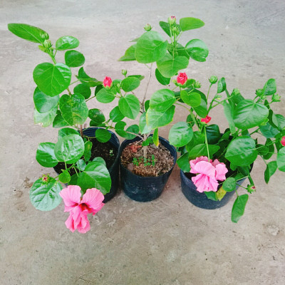 Cây Hoa Dâm Bụt Hồng - cây cảnh vườn + Tặng phân bón cho cây mau lớn