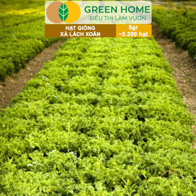 Hạt Giống Xà Lách Xoăn Greenhome, Gói 5gr~2200 hạt, Dễ Trồng Quanh Năm, Thu Hoạch Nhanh, Năng Suất Cao R21
