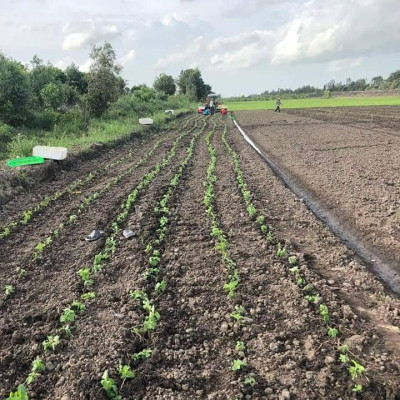 Tinh dầu Bạc hà chai 01Lít Mộc Mây - tinh dầu nguyên chất từ thiên nhiên - Có kiểm định - Chất lượng và mùi hương vượt trội