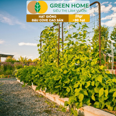 Hạt Giống Đậu Cove Greenhome, Gói 20gr~90 hạt, Dễ Trồng Quanh Năm, Nảy Mầm Cao, Thu Hoạch Nhanh, Năng Suất Cao T07