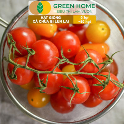 Hạt Giống Cà Chua Bi Lùn Lai F1 GreenHome, Gói 0,1g~30 hạt, Dễ Trồng Quanh Năm, Trồng Chậu T41