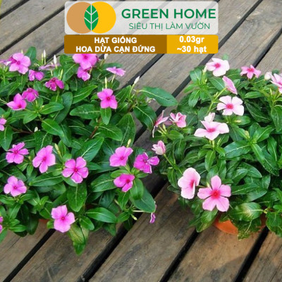Hạt Giống Hoa Dừa Cạn Greenhome, Gói 0,03gr~30 hạt, Sai Hoa, Màu Rực Rỡ, Dễ Trồng Quanh Năm,Nảy Mầm Cao H09