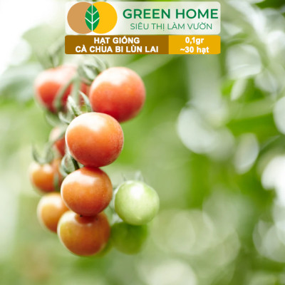 Hạt Giống Cà Chua Bi Lùn Lai F1 GreenHome, Gói 0,1g~30 hạt, Dễ Trồng Quanh Năm, Trồng Chậu T41