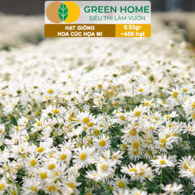 Hạt Giống Cúc Hoạ Mi Greenhome, Gói 0,03gr~450 hạt, Dễ Trồng Quanh Năm, Hoa Trắng, Nhuỵ Vàng H04