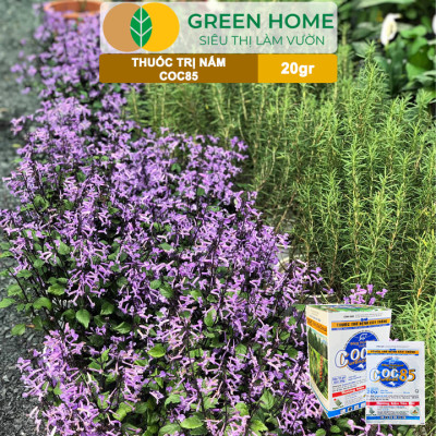 Thuốc Trị Nấm Cây Trồng Greenhome, Coc85 Wp, Gói 20gr, Trừ Đốm Lá Cho Hoa Hồng, Nấm Trên Kiểng Lá, Cây Cảnh, Cây Ăn Quả