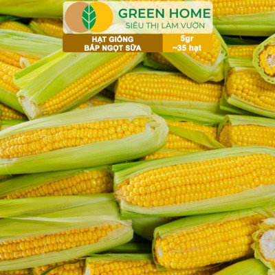 Hạt Giống Bắp Sữa Ngọt, Greenhome, Gói 5GR~35 hạt, Dễ Trồng Quanh Năm, Nảy Mầm Cao, T32