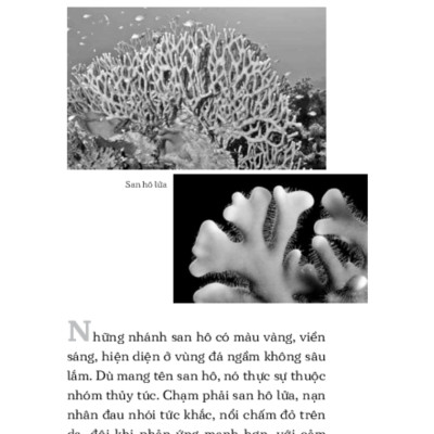 Những Nguy Hiểm Từ Thiên Nhiên _TRE