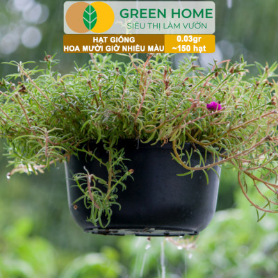 Hạt Giống Hoa Mười Giờ Greenhome, Gói 0,03gr~150 hạt, Sai Hoa, Màu Rực Rỡ, Dễ Trồng Quanh Năm, Nảy Mầm H08