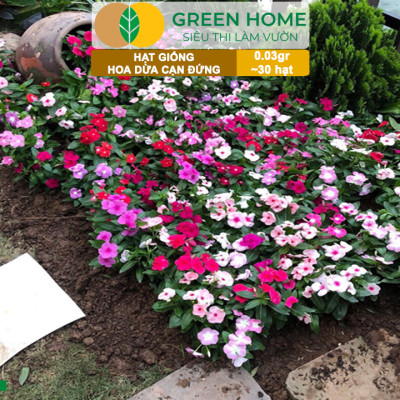Hạt Giống Hoa Dừa Cạn Greenhome, Gói 0,03gr~30 hạt, Sai Hoa, Màu Rực Rỡ, Dễ Trồng Quanh Năm,Nảy Mầm Cao H09