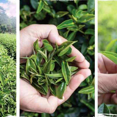 Trà Ô Long thượng hạng 200 gram - Trà olong cao cấp Tân Cương Xanh, trà olong vụ xuân ngon, nước xanh hậu ngọt sâu